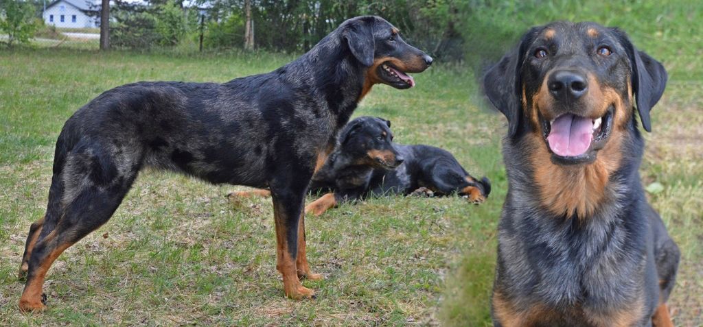 CH. momento Mistika vanessa