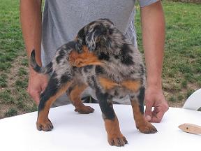 av Javisst - Chiots prévues 2009