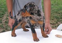 av Javisst - Chiots prévues!